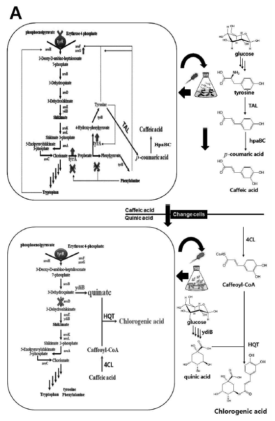 두 종류의 대장균을 이용하여 chlorogenic acid의 생산.