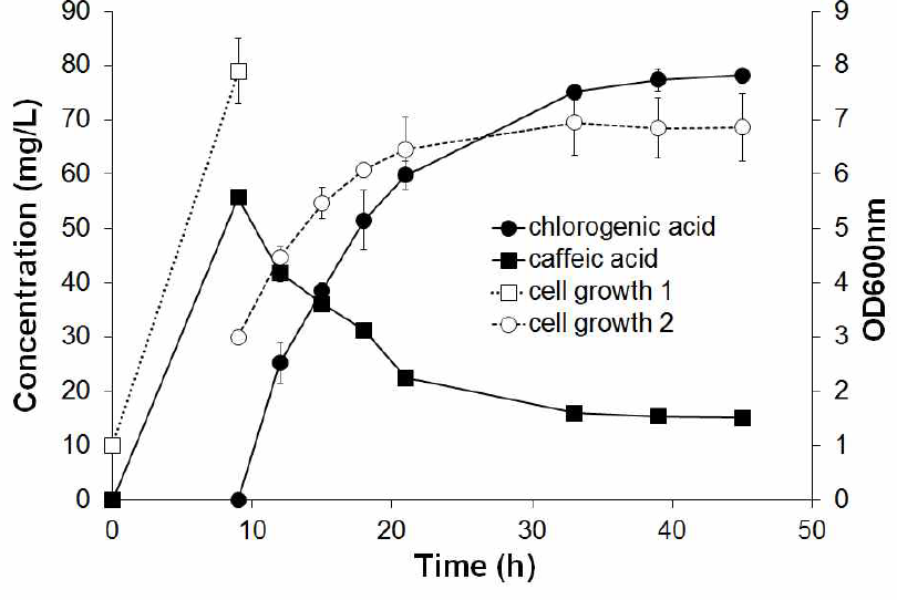 두 종류의 대장균을 이용한 chlorogenic acid의 합성