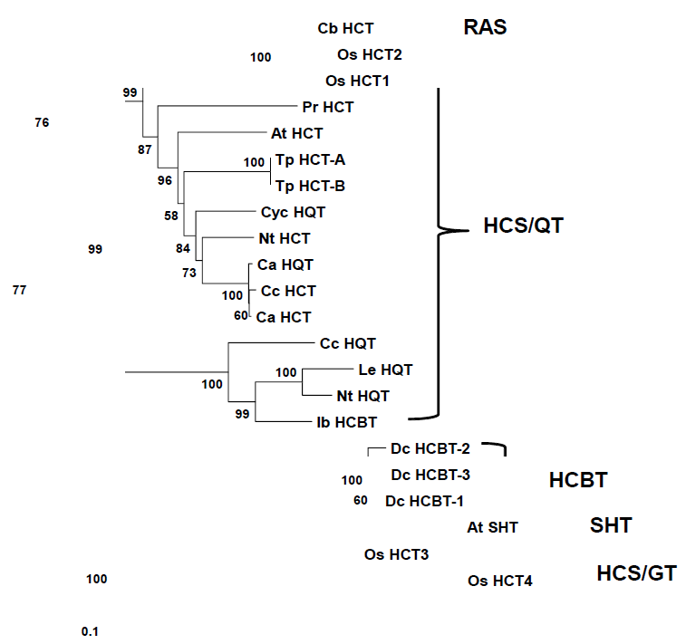 Phylogenetic analysis of acyl-CoA transferases.