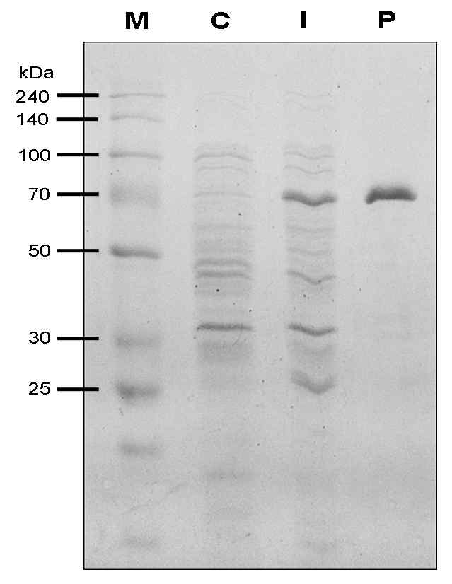 Expression and purification of OsHCT4