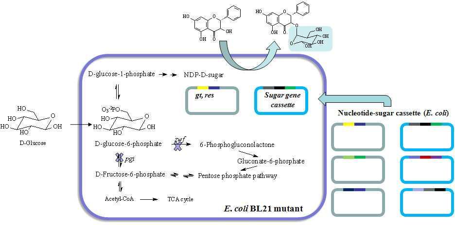 UDP-D-glucose의 과합성되는 대장균에 flavonoid feeding에 의한 당화된 flavonoid의 합성