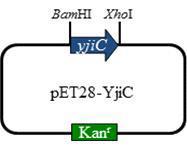 pET28a-YjiC recombinant expression vector harboring yjiC glycosyltransferase gene.
