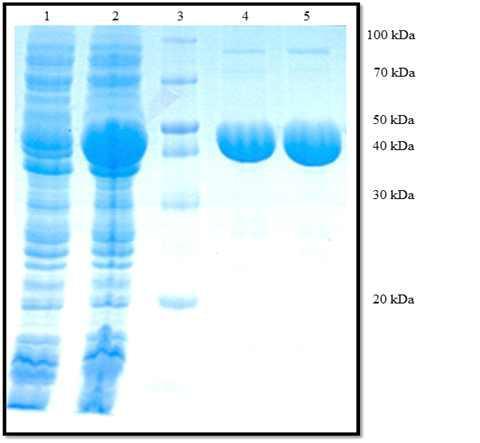 Expression and purification of the recombinant YjiC protein by Ni-NTA resin.