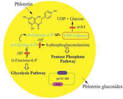 Schematic representation of in vivo glycosylation of phloretin using YjiC in E.