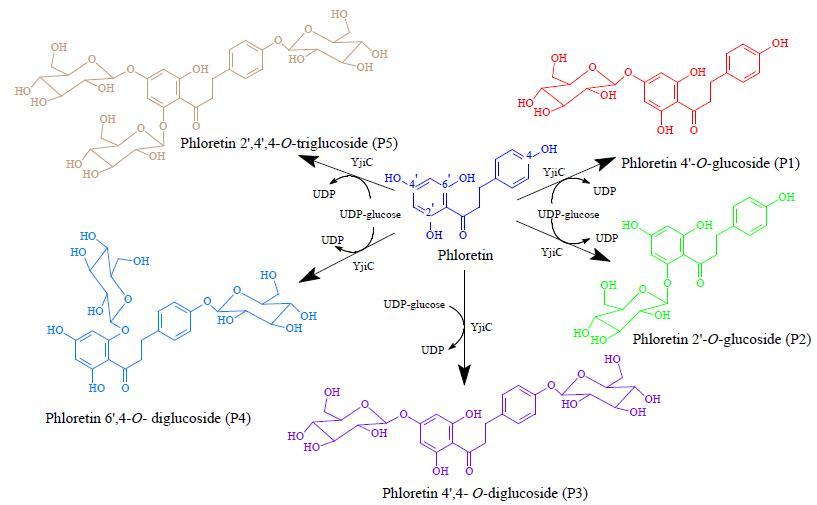 YjiC 당전이효소에 의한 Phloretin과 UDP-glucose에 의한 반응 결과
