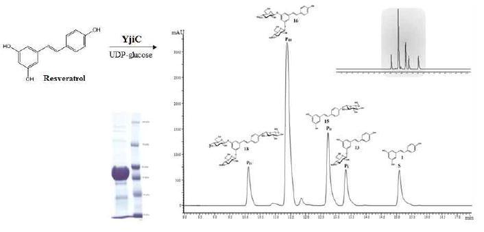 UDP-glucose와 resveratrol과 YjiC와의 반응결과