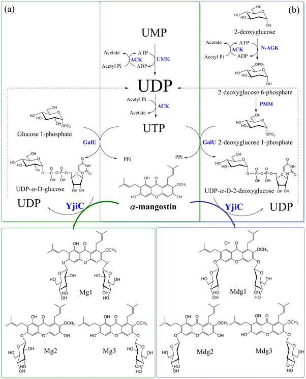 Schematic one-pot enzyme module systems for the synthesis of α-mangostin glucopyranosides