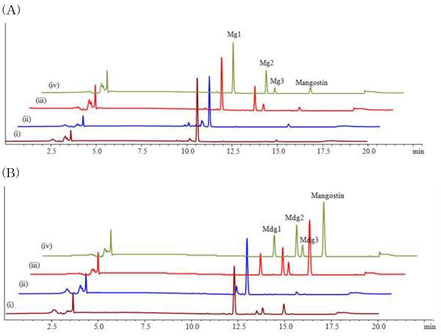 HPLC-PDA analysis of glycosylation reactions of α-mangostin with UDP-α-D-glucose