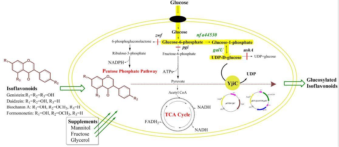 Bioconversion of isoflavonoids using engineered E. coli BL21(DE3).