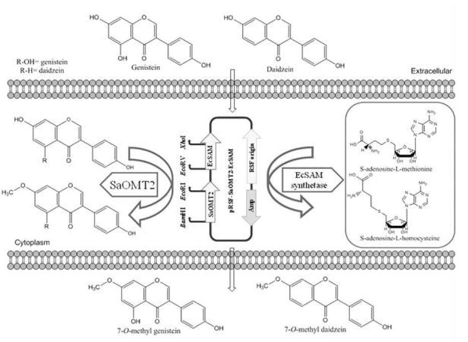 Strategy for the production of 7-O-methyl genistein and 7-O-methyl daidzein in engineered E.