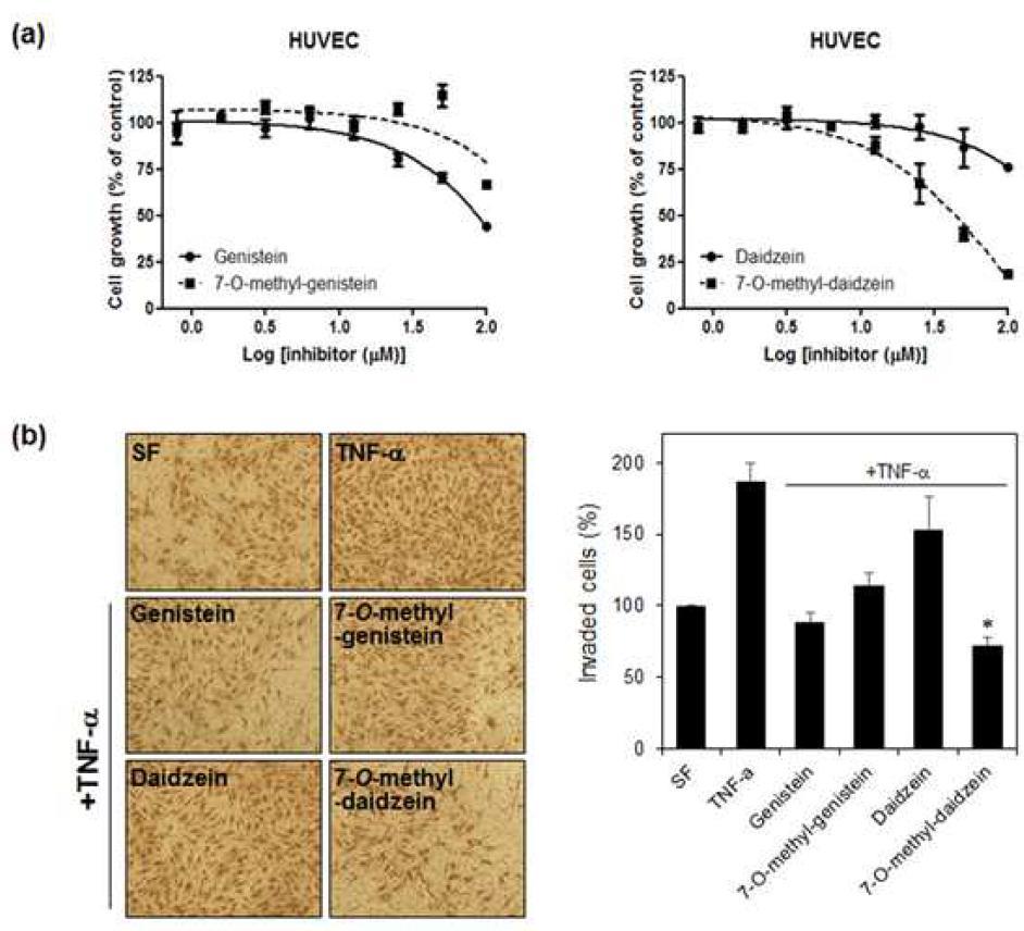 Effects of 7-O-methyl genistein and 7-O-methyl daidzein on the proliferation and invasion of HUVECs.