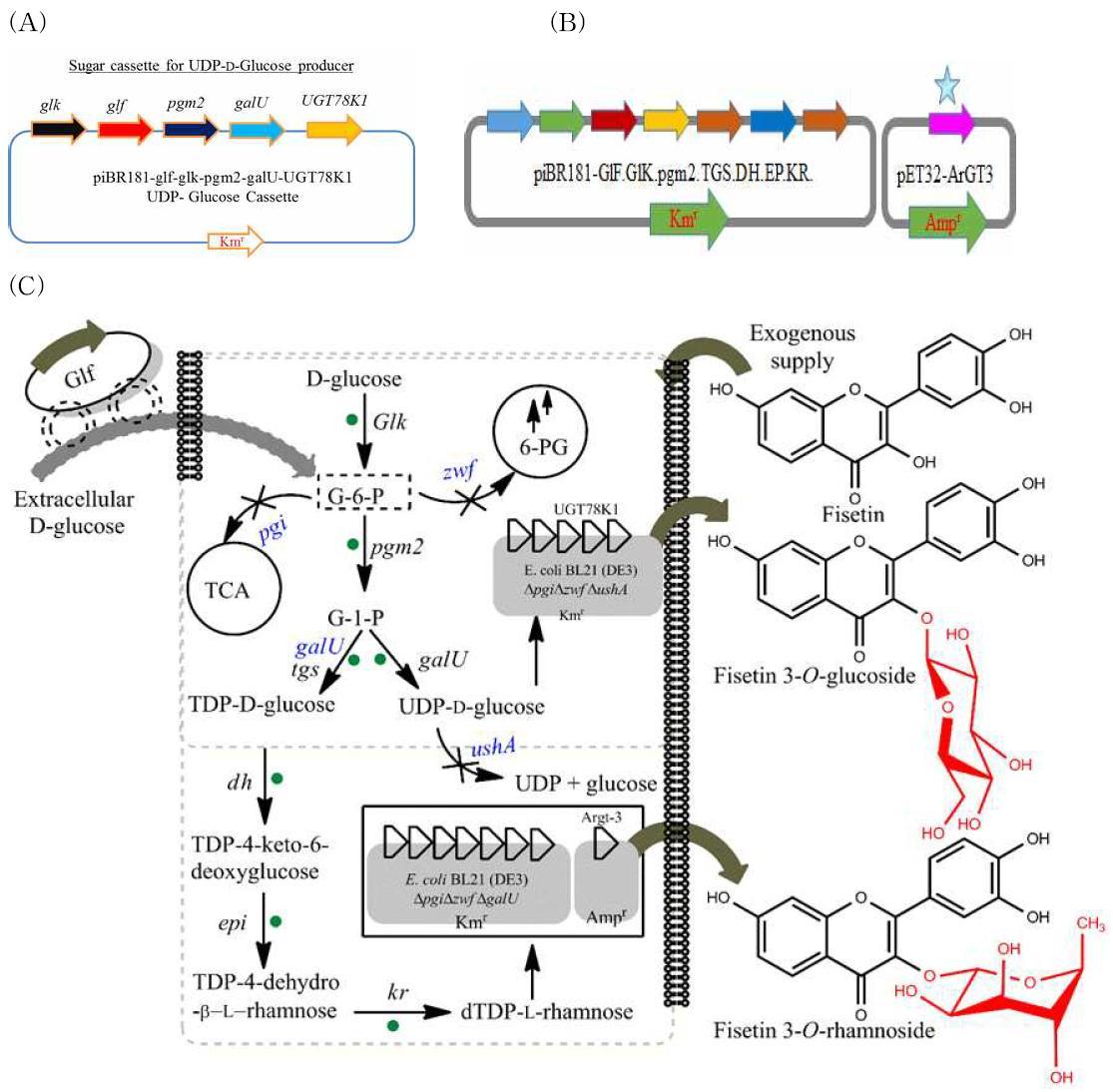 (A) sugar cassette of UDP-glucose producer, (B) sugar cassette of TDP-rhamnose producer, (C) Fisetin 3-O-glucoside 및 fisetin 3-O-rhamnoside 합성 및 생산 전략.