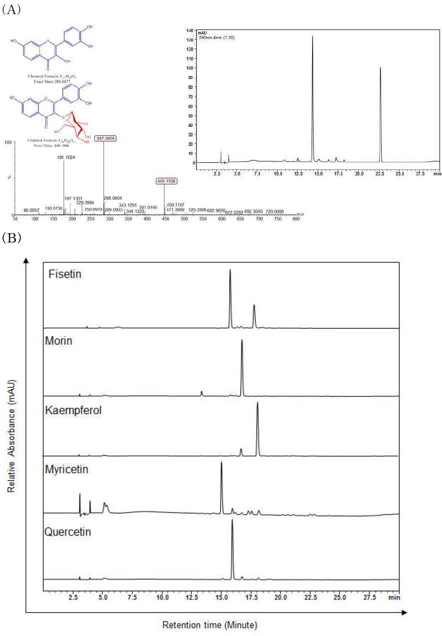 (A) HPLC에 의한 Fisetin 3-O-glucoside의 생산 결과 및 Mass 분석, (B) Flavonols (Fisetin, Kaempferol, Myricetin, Morin and Quercetin) production in the Rhamnosylation system.
