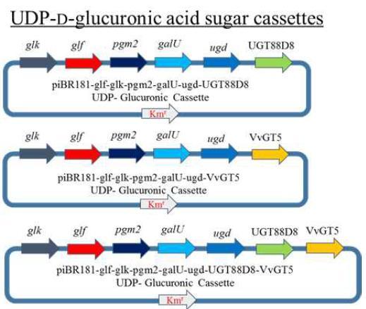 UDP-glucuronic acid 발현벡터 카세트 지도