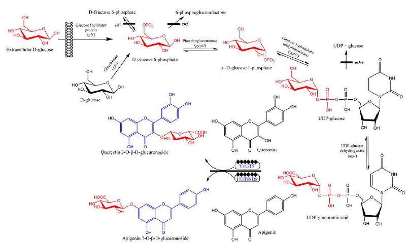 두가지 GT를 이용하여 regiospecific 하게 glucuronic acid로 당화된 flavonoid 생산전략.