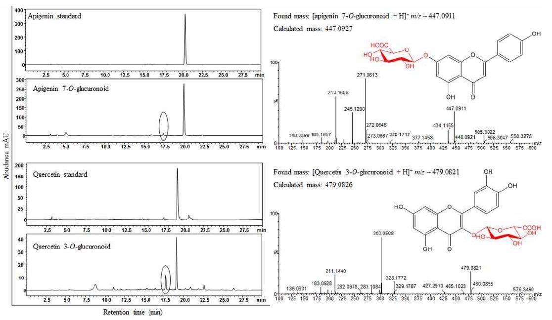 두가지 GT를 이용하여 regiospecific 하게 glucuronic acid로 당화된 apigenine 및 quecettin에 대한 HPLC 분석 및 mass 분석.