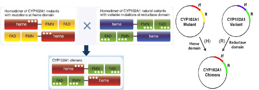 Generation of highly active chimeric fusion proteins of CYP102A1 enzymes.