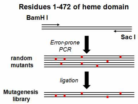 Random mutagenesis of heme domain of the chimeric protein to make DNA library.