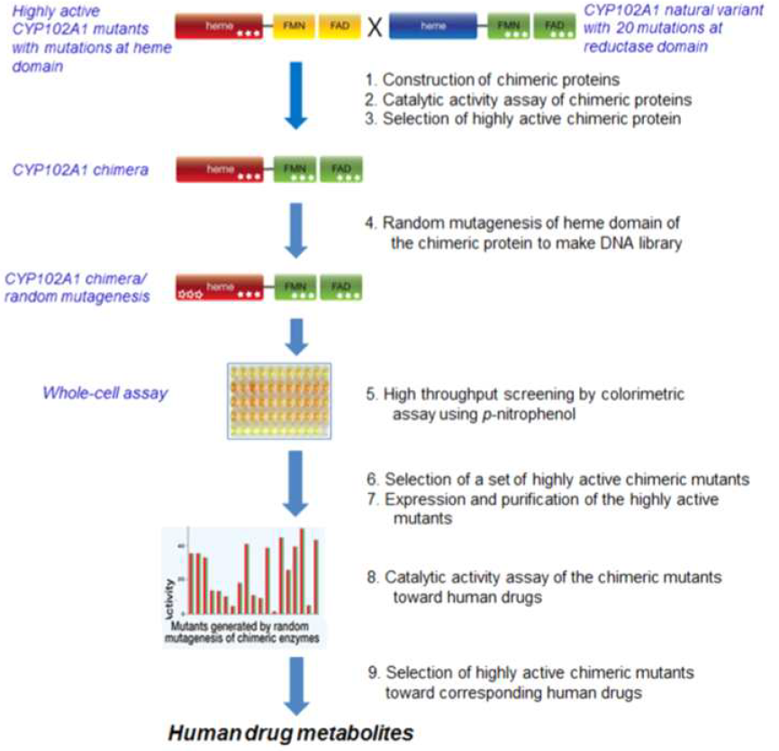 A general scheme for the generation of highly active chimeric fusion proteins of CYP102A1 enzymes.