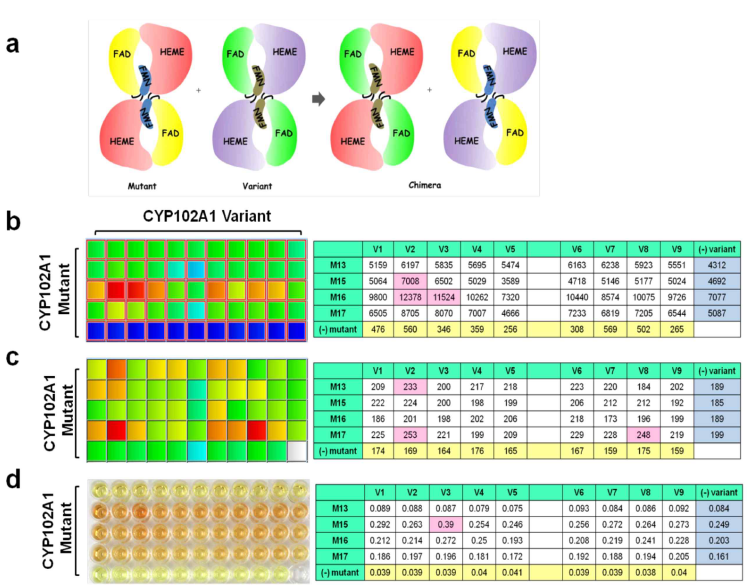 HTS systems and dimerization of CYP102A1 mutants and natural variants.