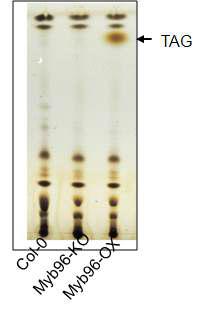 Myb96의 과발현에 의한 비종자 조직인 유묘에서 TAG 합성. Myb96 과발현체인 Myb96-OX의 유묘에서 TAG를 TLC분석으로 검출함