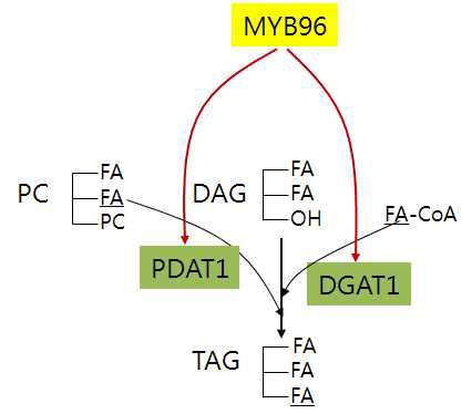 MYB96 전사인자가 종자 지방합성 대사에 중요 효소유전자인 PDAT1과 DGAT1의 발현을 조절함