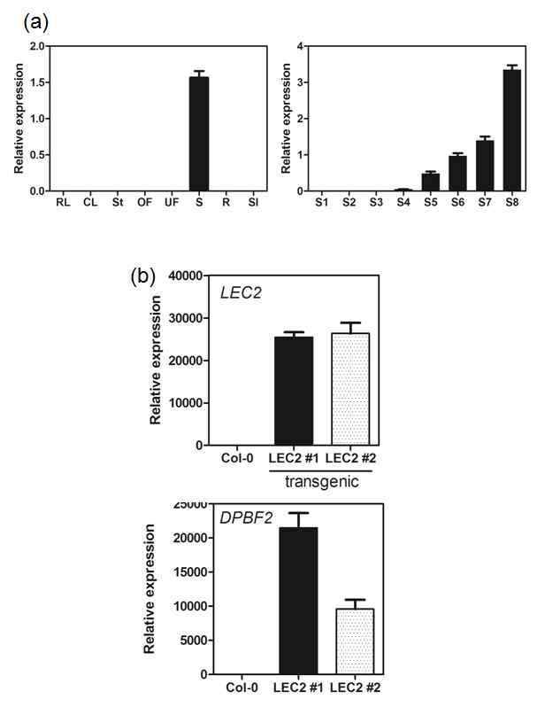 DPBF2 유전자의 발현분석 (a) 식물조직별, 종자 발달단계별(1-8단계) qRT-PCR 분석(b) LEC2 과발현 형질전환체에서의 DPBF2 유전자 발현 분석