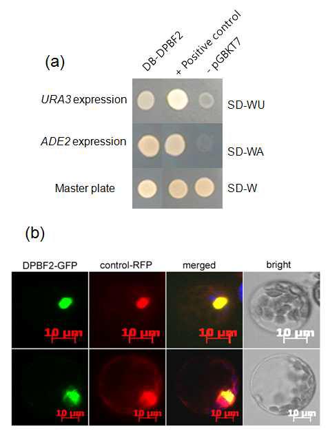 DPBF2의 전사인자 활성검정 및 핵내 위치 검정 (a) 효모에서 DPBF2 전사인자 활성 검정 (b) DPBF2-GFP 단백질의 원형질체 형질전환에 의해 세포 핵내 존재 검정