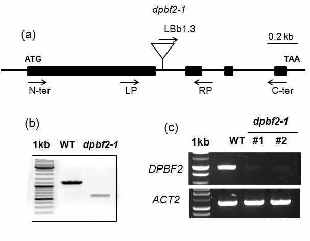 DPBF2 T-DNA 삽입 homozygous 돌연변이체 선발 (a) dpbf2-1 homozygous mutant (b) dpbf2-1 homozygous mutant genotype (c) dpbf2-1 호모 돌연변이체 RT-PCR 분석