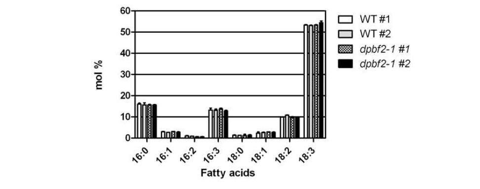 DPBF2 knockout 돌연변이체 dpbf2-1 잎의 지방산 조성 분석