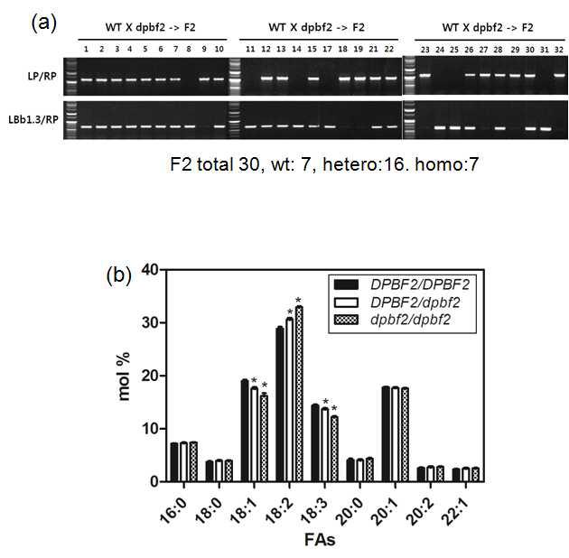 DPBF2 유전자와 지방산조성 변화 검정 (a) F1 DPBF2/dpbf2-1 heterozygous 식체의 F2 분리 식물체의 유전형 검정 (b) 각 유전형에 대한 종자 지방산 분석