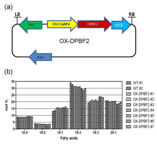 DPBF2 과발현에 의한 종자 지방산 변화 (a) CaMV35S promoter에 의한 DPBF2 과발현벡터 (b)야생형과 DPBF2 과발현 형질전환체의 종자 지방산 조성 분석