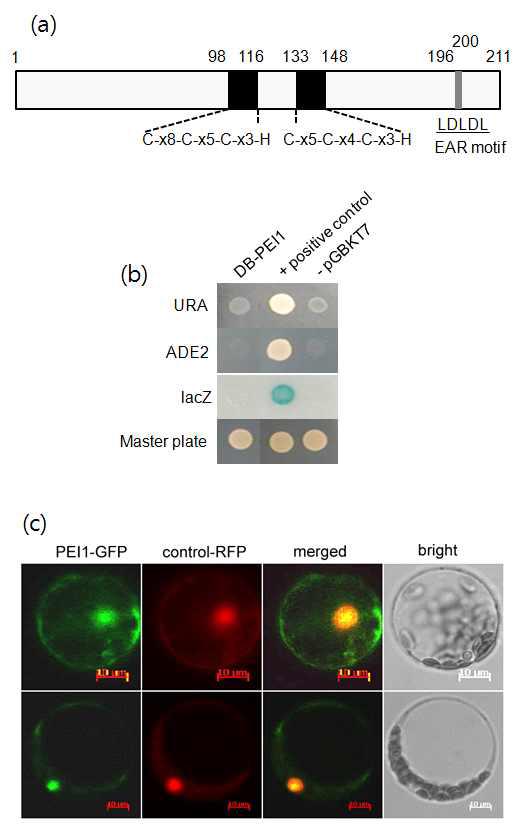 PEI1의 전사인자 기능 검정 (a) PEI1의 단백질 1차구조 (b)효모에서 PEI1의 전사활성 검정 (c) PEI1-GFP fusion 단백질을 이용한 원형질체에서 핵내 존재 검정