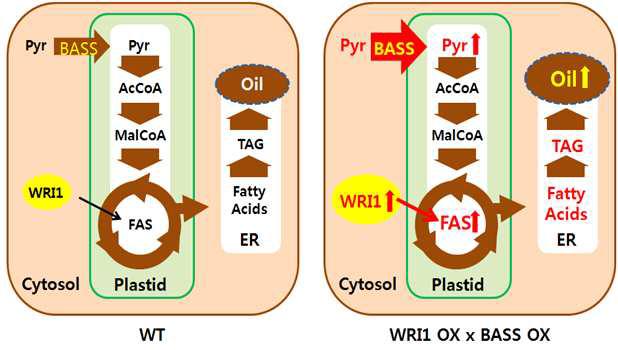 애기장대에 존재하는 피루브산 수송체 BASS를 종자에 특이적으로 과발현시키면, 지질 생산의 원료인 피루브산 공급이 증가하여 종자지방의 함량이 높아질 가능성이 있음. 특히 생합성 효소 발현을 조절하는 WRI1과 중복 과발현시키면 (WRI1 OX x BASS OX) 시너지 효과를 보일 가능성 있음. BASS는 지방산의 전구체인 피루브산을 색소체로 수송하여 acetyl coA (AcCoA) 생성을 가능하게 함. AcCoA는 지방산이 되고, 지방산은 다시 oil로 합성 될 수 있음. FAS: 지방산 합성 효소군, Pyr: 피루브산, WT: 야생종.