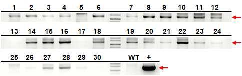 Genomic DNA PCR을 통한 남세균 SbtA 유전자가 도입된 애기장대 형질전환 식물체 선발.