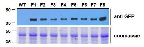 Western blot을 통한 형질전환 식물체에서 FTR 유전자의 과발현 조사.