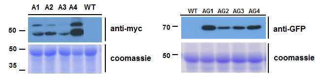 Western blot을 통한 형질전환 식물체에서 AGPase 유전자의 과발현 조사.