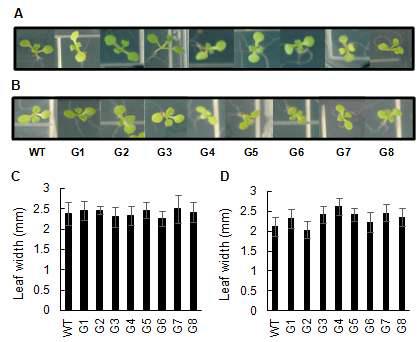 발아 10일째 순종라인 mGDH 유전자 형질전환 식물체의 표현형. 정상적인 생육 조건 (A, C) 및 높은 광도 조건 (B, D)에서의 성장 표현형.