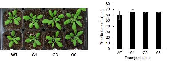 발아 후 20일째 및 16시간 명/8시간 암 광주기 조건에서의 mGDH 유전자 형질전환 식물체의 성장 표현형.