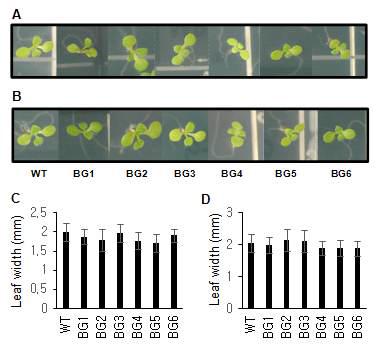 발아 10일째의 이산화탄소 펌프 BicA 유전자 형질전환 식물체의 표현형. 정상적인 생육 조건 (A, C) 및 높은 광도 조건 (B, D)에서의 성장 표현형.