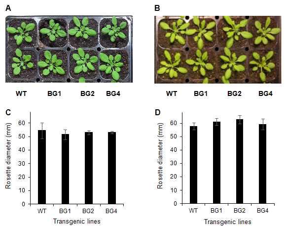 12시간 명/12시간 암 광주기 조건에서 BicA 유전자 형질전환 식물체의 성장표현형. (A, C) 100 μmole/m2s 빛 세기 아래에서의 성장 표현형 (A, C). (B, D) 400 μmole/m2s 빛 세기 아래에서의 성장 표현형.