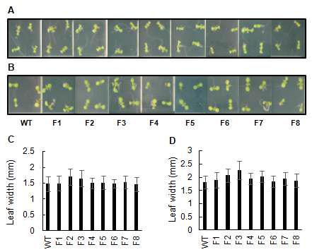 발아 10일째 FTR 유전자 형질전환 식물체의 표현형. 정상적인 생육 조건 (A, C) 및 높은 광도 조건 (B, D)에서의 성장 표현형.
