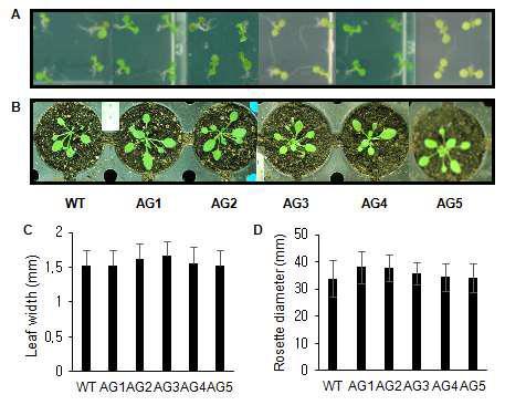 AGPase 유전자 형질전환 식물체의 표현형. (A), (C) 정상적인 생육 조건 (A, C) 및 높은 광도 조건 (B, D)에서의 성장 표현형.