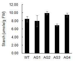 APS 유전자 형질전환 식물체의 전분함량.