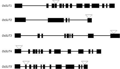 OsSUT 유전자군의 돌연변이 확보
