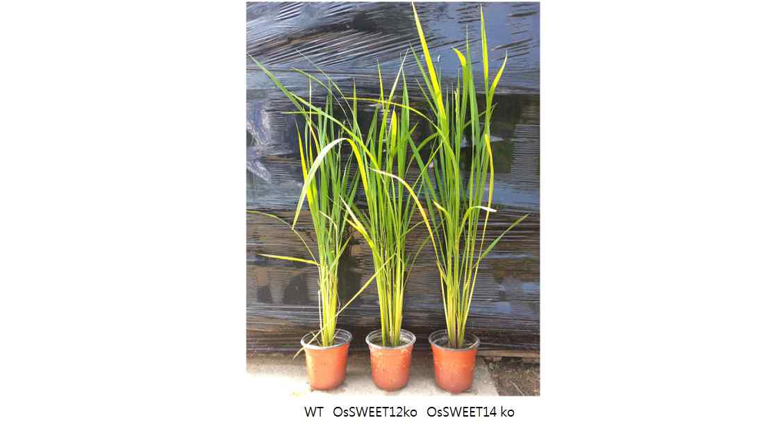OsSWEET12, OsSWEET14 돌연변이 식물체의 정상 성장 표현형
