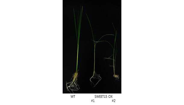 OsSWEET 과발현 식물체 성장 표현형(대표적으로 OsSWEET15의 예를 제시함)