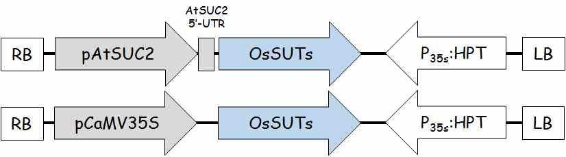 AtSUC2 돌연변이의 회복 실험을 위한 벡터 제작