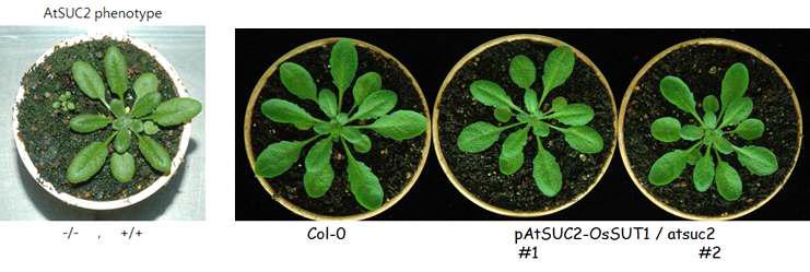 AtSUC2 돌연변이의 표현형 및 pAtSUC2-OsSUT1 형질전환체의 표현형 회복