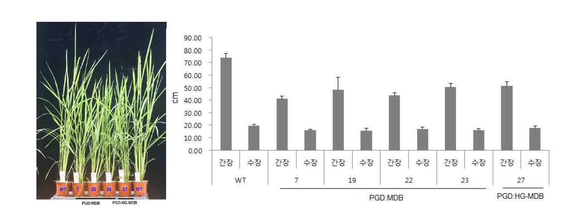 PGD:MDB 벼 형질전환체(T3세대) 표현형과 포장에서의 간장, 수장 길이측정 값